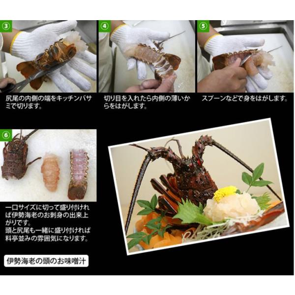 刺身用伊勢海老活〆180ｇ 2ｇ １尾中サイズ 凍眠冷凍伊勢海老 Buyee Buyee 提供一站式最全面最專業現地yahoo Japan拍賣代bid代拍代購服務