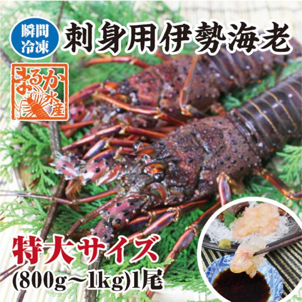 日本オートトイ　伊勢海老　40cm セット 71LYFVMto6L._UF894,1000_QL80_.jpg