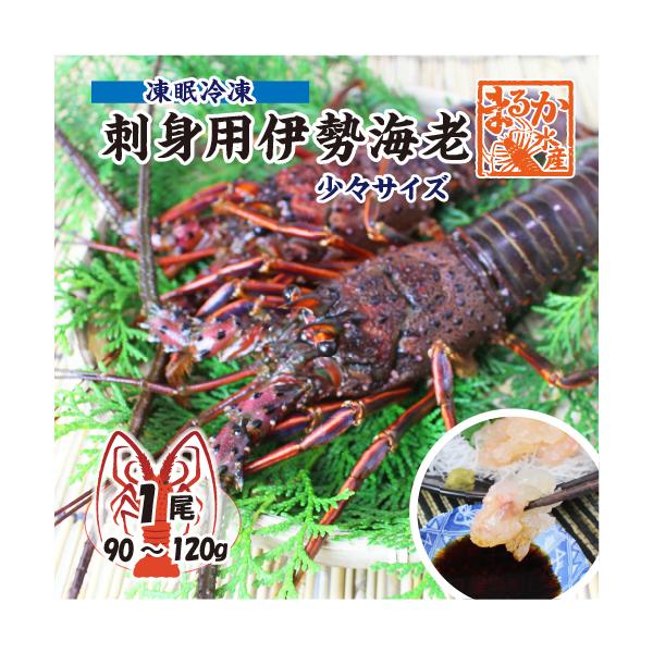 1尾90〜120の少々サイズの伊勢海老です。漁獲の体長制限もあるため、市場に出回ってない場合もあるようです。小さくてご家庭でも扱いやすいサイズです。身の部分は少量ですが、生のままお召し頂ける「凍眠冷凍」ですので、ちょっと贅沢な「伊勢海老のし...