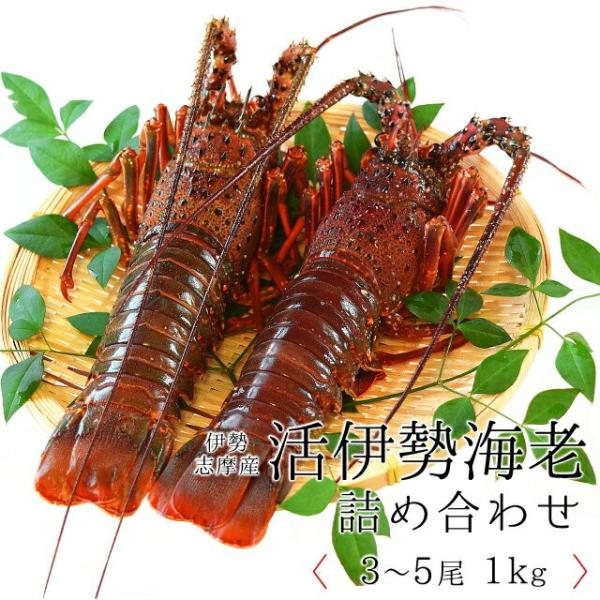 伊勢海老 詰合せ 贈答 パッケージ 3尾〜5尾で1kg 送料無料 三重県