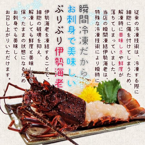 伊勢海老三重県伊勢志摩産２ ８尾で約１ｋｇ 送料無料刺身用瞬間冷凍伊勢エビ訳ありイセエビあすつく対応敬老の日ギフト Buyee Buyee