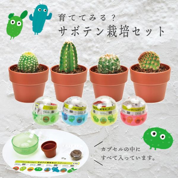サボテン 種 観葉植物の人気商品 通販 価格比較 価格 Com