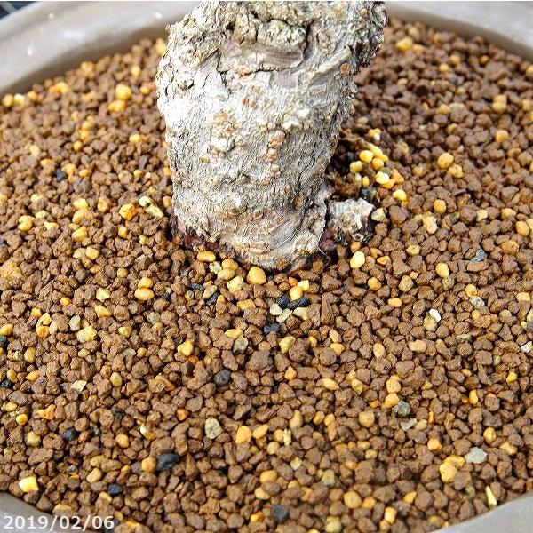 盆栽の土 雑木用 アオキブレンド 小粒 5l 混合培養土 盆栽用土 小品盆栽 Bs 150 石田精華園 Yahoo 店 通販 Yahoo ショッピング