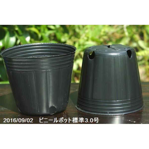 ポリポット（ビニールポット） 通気性よくネット不要の標準 3号
