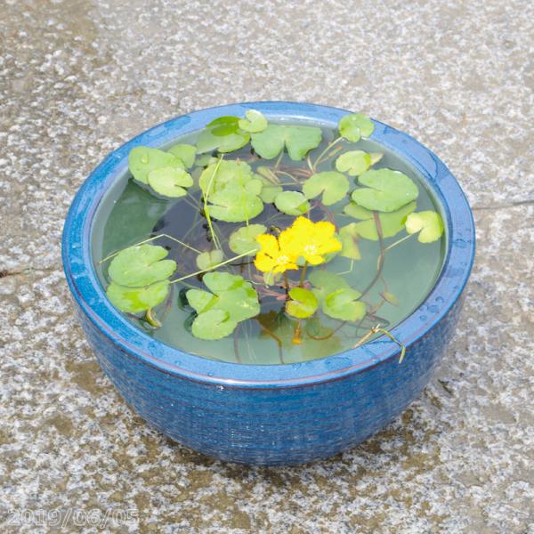 信楽焼 睡蓮鉢 生子ボール 10号 外径30cm 高さ16cm お好きな水草プレゼント メダカ5匹 死着保証無 送料無料 水鉢 メダカ鉢 蓮鉢 ビオトープ Hs 247 石田精華園 Yahoo 店 通販 Yahoo ショッピング