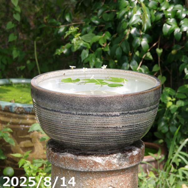 中国　七寶焼　睡蓮鉢　喜上梅梢　直径約28.5cm 台付　送料込み260227 信楽焼 睡蓮鉢 天目ボール 13号（水あふれ防止小穴有）（外径40cm 高さ