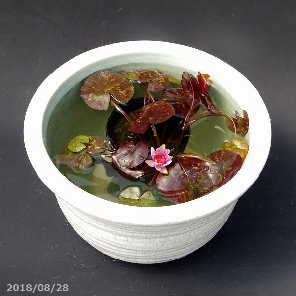 信楽焼 睡蓮鉢 白ひねり11号 水あふれ防止小穴有 ヒメスイレン4号ポット メダカ5匹付 死着保障なし 肥料付きセット 送料無料 Hs 263 石田精華園 Yahoo 店 通販 Yahoo ショッピング