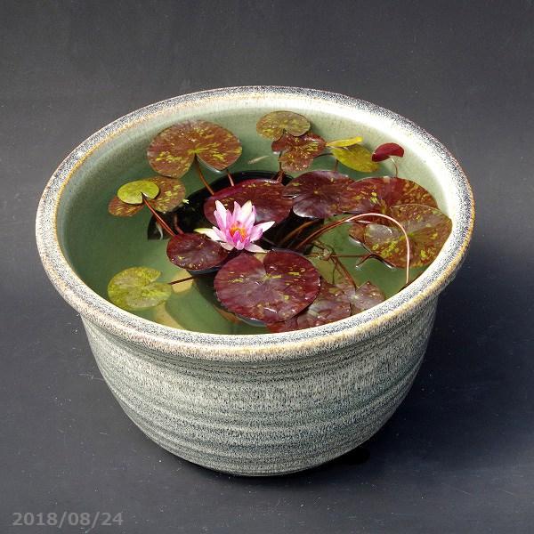 信楽焼 睡蓮鉢 天目ひねり11号（水あふれ防止小穴有）＋ヒメスイレン4