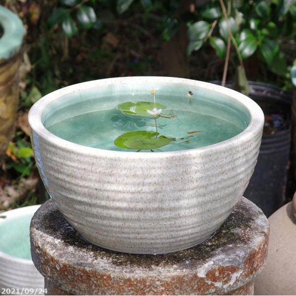 信楽焼 睡蓮鉢　白ボール 10号（水あふれ防止小穴有）（外径30cm 高さ16cm） 【送料無料】【産地直送】 _wb