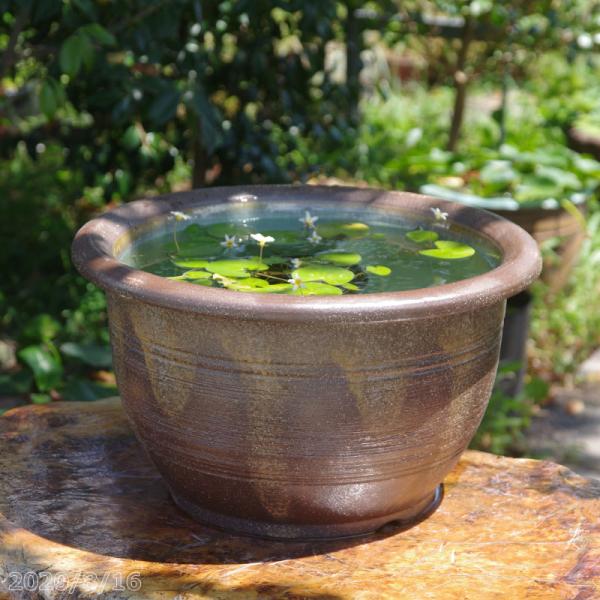 信楽焼 睡蓮鉢　窯肌櫛目 13号（水あふれ防止小穴有） ＋お好きな水草プレゼント＋メダカ5匹付(死着保障なし)　【送料無料】