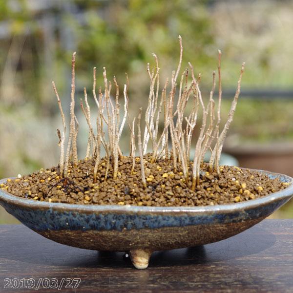 信楽焼 植木鉢 生子小判足付 浅鉢 6.5号(外径13.5cm 高さ5.5cm 信楽焼 植木鉢 生子小判足付 浅鉢 6.5号(外径13.5cm 高さ5.5cm