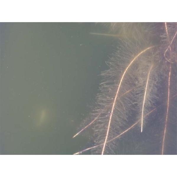 メダカ 金魚が喜ぶミジンコ休眠卵入り 田土 2l 田土すまし液0 5ｌ ミジンコ繁殖 用土 肥料 荒木田 田んぼの土 Buyee Buyee 日本の通販商品 オークションの代理入札 代理購入