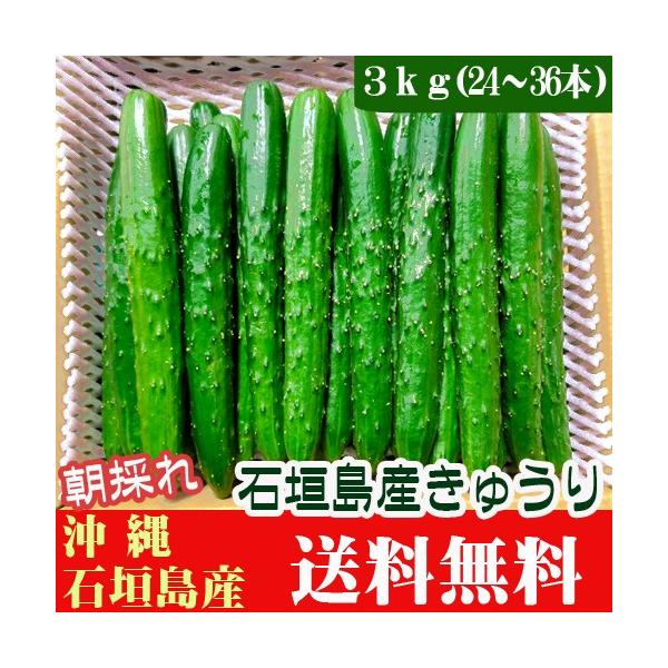 きゅうり 3ｋｇ(24〜36本) 石垣島産　送料無料