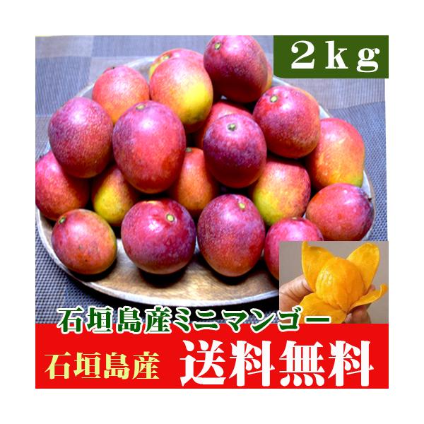 沖縄産マンゴーミニマンゴー アップルマンゴー3kg アーウィン種
