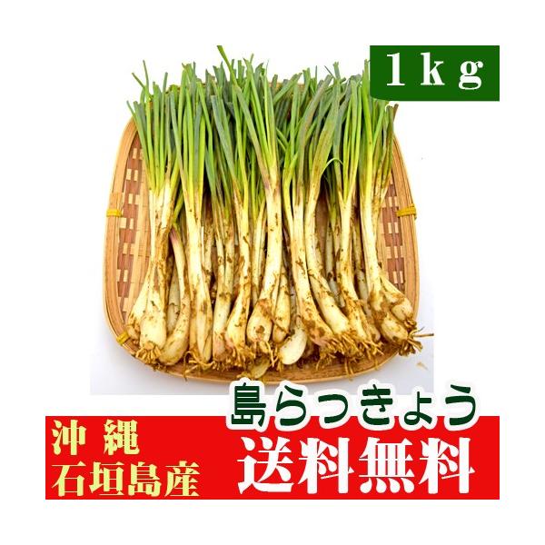島らっきょう１ｋｇ石垣島や沖縄では、お酒の肴としても人気！食欲をそそる香りにピリ辛味が美味しい沖縄野菜「島らっきょう」。採れたて新鮮な島らっきょうを全国どこでも送料無料でお届けです。「石垣島産島らっきょう１ｋｇ」です。