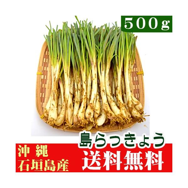石垣島や沖縄では、お酒の肴としても人気！食欲をそそる香りにピリ辛味が美味しい沖縄野菜「島らっきょう」。採れたて新鮮な島らっきょうを全国どこでも送料無料でお届けです。「石垣島産島らっきょう５００ｇ」です。※当店は収穫したての野菜を発送させて頂...