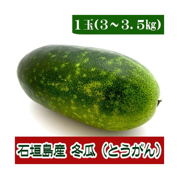 冬瓜（とうがん）1玉　約３〜3.5kg　沖縄石垣島産　島野菜