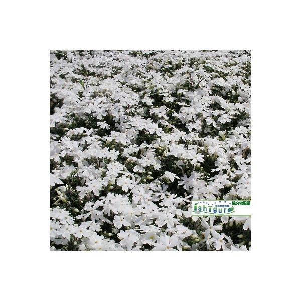 芝桜40ポットセット　1.6平米分相当※品種のご選択はお受けできません。白系の花の咲く芝桜をお届けします。※画像以外の品種の場合もあります。