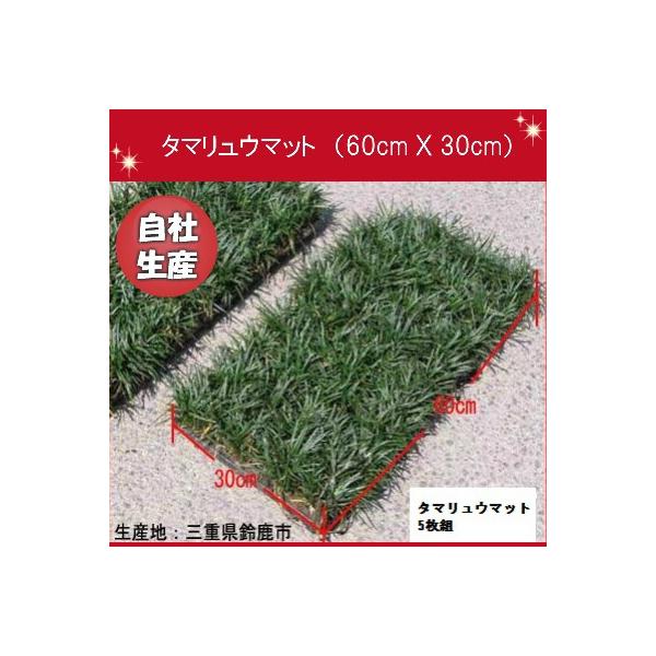 グランドカバーに人気のタマリュウマット5枚組！自社生産で良質なタマリュウをお届けします！マットタイプでは、芝生のように置いて踏みつけるだけで植栽が出来ます。日当たり、水はけの良い場所が適していますが耐陰性があるので、日陰でも生育に問題ありま...