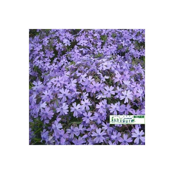 9ｃｍ（3号）ポット苗ｘ10ポット　※品種のご選択はお受けできません。青系の花の咲く芝桜をお届けします。青、紫は、個人によって見え方が異なり、同じ花でも青に見える方、紫に見える方がいらっしゃいます。一般的に青と呼ばれる品種をご用意致します。...