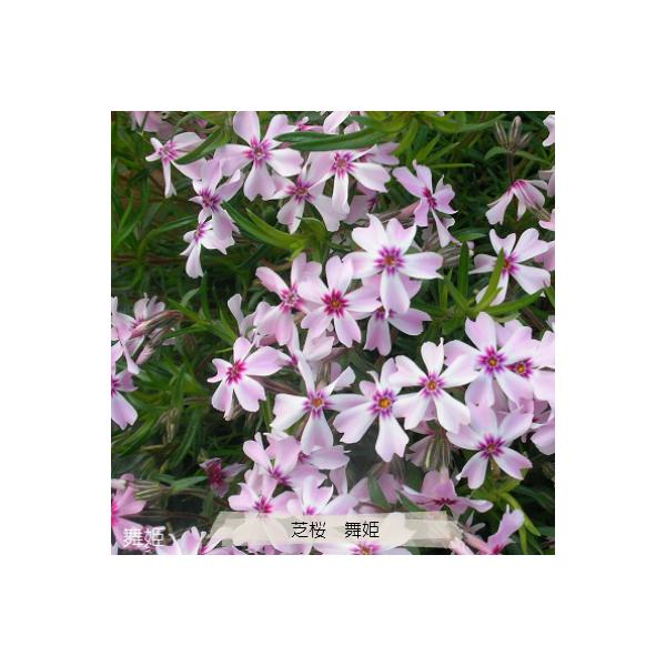 芝桜9cm(3号）ポット苗／花色／芝桜専門店(楽天市場2007年~2022年）の販売オリジナル品種　※まれに白い花を咲かせます
