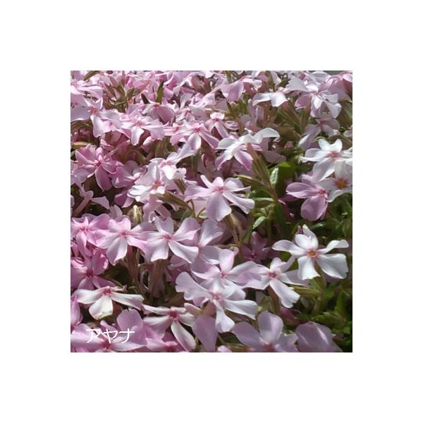 芝桜9cm(3号）ポット苗／花色：咲き分け品種／芝桜専門店(楽天市場2007年~2022年）の販売　希少品種