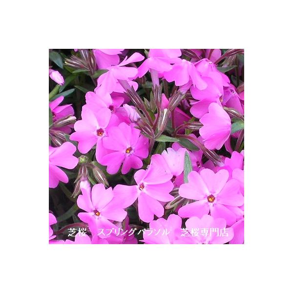 芝桜9cm(3号）ポット苗／花色：ピンク／芝桜専門店(楽天市場2007年~2022年）の販売　