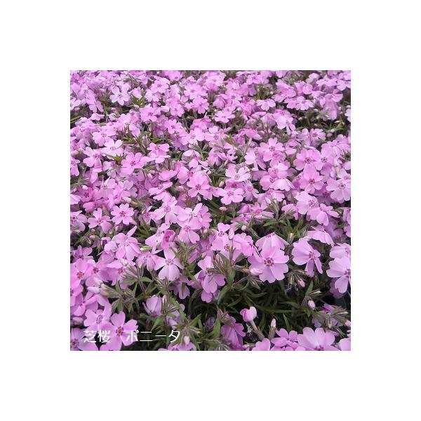 芝桜9cm(3号）ポット苗／花色：ピンク／芝桜専門店(楽天市場2007年~2022年）販売品種