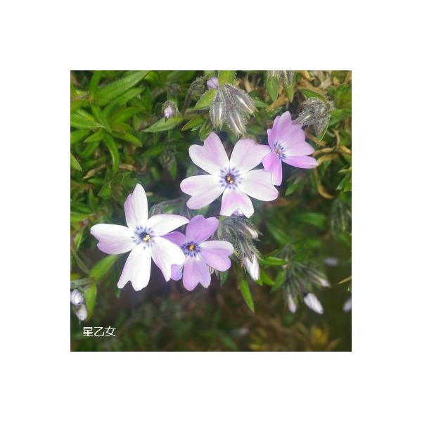 芝桜9cm(3号）ポット苗／花色：紫／芝桜専門店(楽天市場2007年~2022年）販売品種　園芸王国パスタイム様オリジナル品種