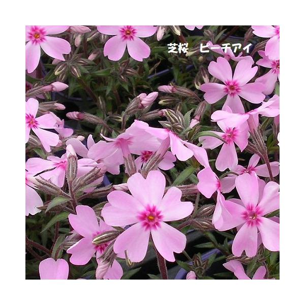 芝桜9cm(3号）ポット苗／花色：ピンク／芝桜専門店(楽天市場2007年~2022年）販売品種