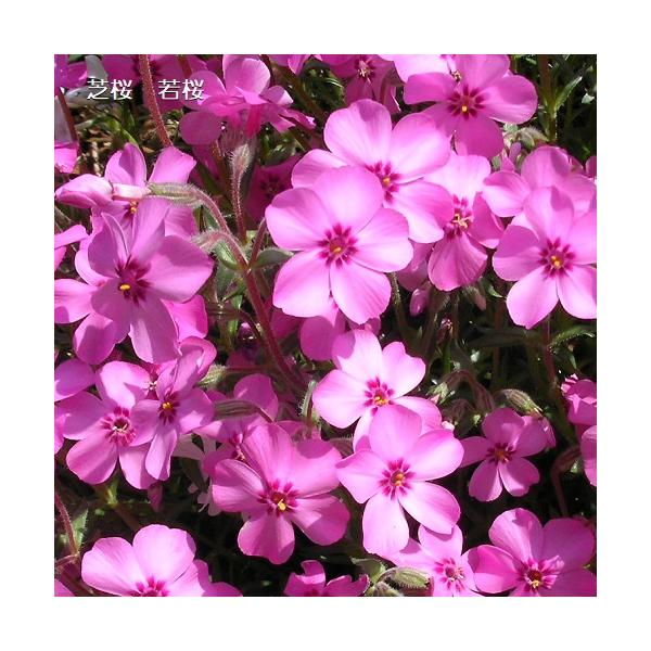 芝桜9cm(3号）ポット苗／花色：ピンク／芝桜専門店(楽天市場2007年~2022年）販売品種