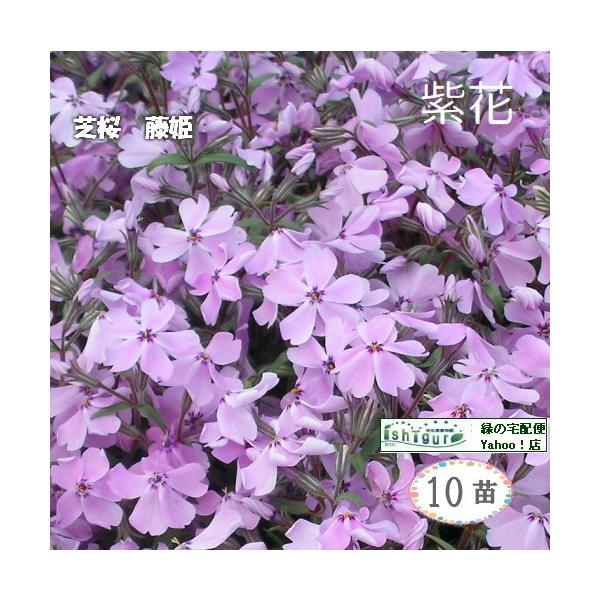 9ｃｍ（3号）ポット苗ｘ10ポット　※品種のご選択はお受けできません。紫系の花の咲く芝桜をお届けします。紫は、個人によって見え方が異なり、同じ花でも紫に見える方、ピンクに見える方がいらっしゃいます。一般的に紫と呼ばれる品種をご用意致します。...
