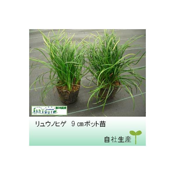 グランドカバーに人気のタマリュウと同様の管理方法でOKです。タマリュウより葉が長く　かなりフサフサした感じです。土留めや駐車場と塀の目地などによく使われます。和風、洋風を問わずご利用できます。日当たり、水はけの良い場所が適していますが耐陰性...