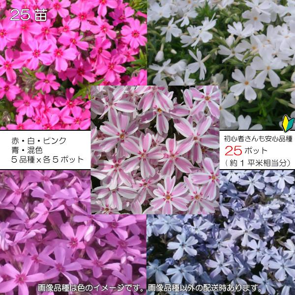 芝桜25ポット/初心者向け5品種x5ポット(9cmポット苗x25 芝桜25ポット/初心者向け5品種x5ポット(9cmポット苗x25