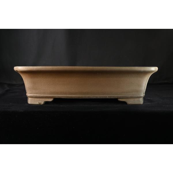 ishii-bonsai_c-38
