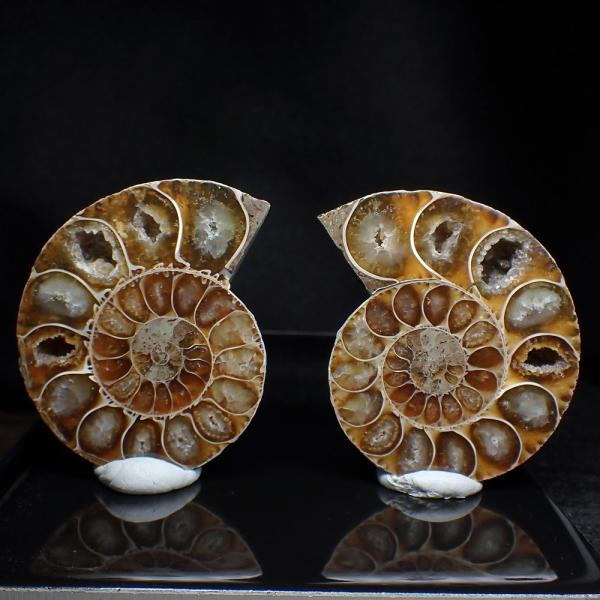 恐竜 動画 みんな探してる人気モノ 恐竜 動画 ホビー