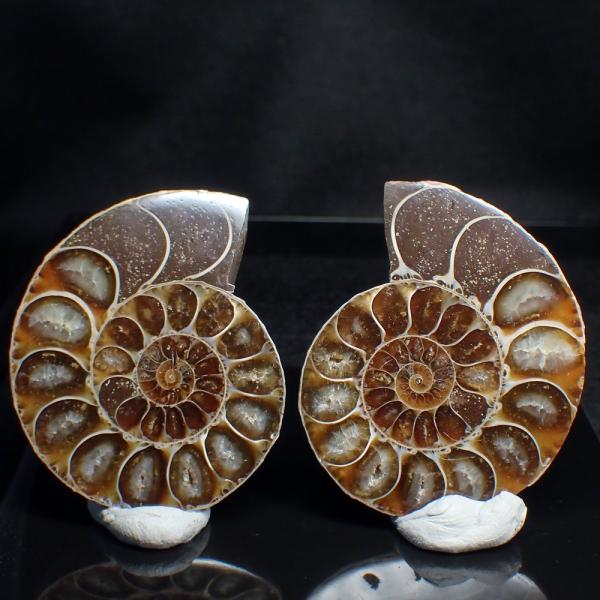 恐竜 動画 みんな探してる人気モノ 恐竜 動画 ホビー