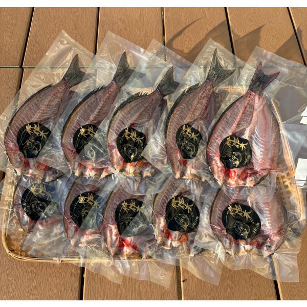 【一本釣りイサキ干物】即血抜きで臭み極少｜旨味凝縮｜冷凍便送料無料（沖縄・東北・北海道除く）Mサイズ10枚セット