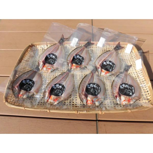 【一本釣りイサキ干物】即血抜きで臭み極少｜旨味凝縮｜冷凍便送料無料（沖縄・東北・北海道除く）Sサイズ20枚セット