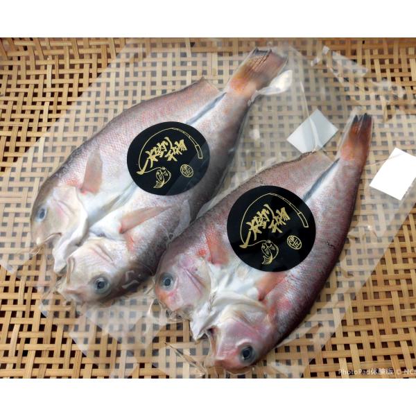 特別な日に、ご贈答に、ご褒美に｜シロアマダイ干物２枚(干し上がりで合わせて550~600g)｜希少高級魚｜旨味甘味一級品｜冷凍便送料無料(沖縄・東北・北海道除く)