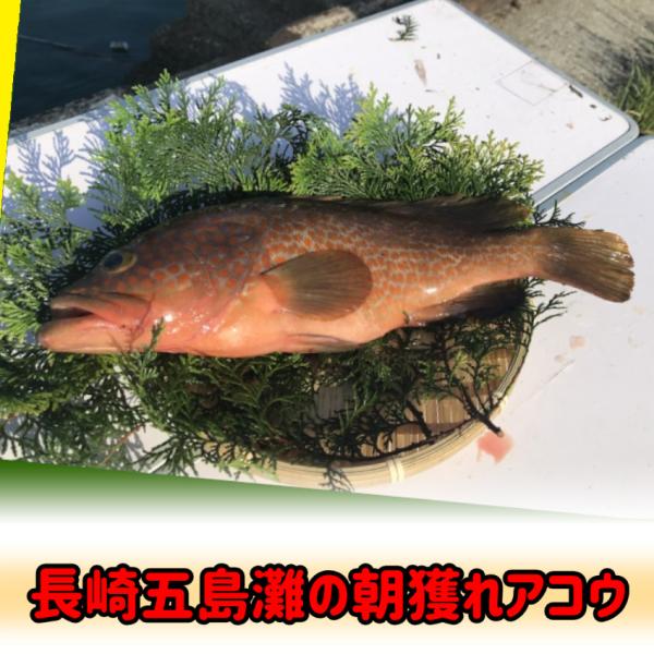 アコウ キジハタ 長崎五島灘の朝どれ1キロ ２尾で１キロ Akou01 磯乃蔵本舗株式会社 通販 Yahoo ショッピング