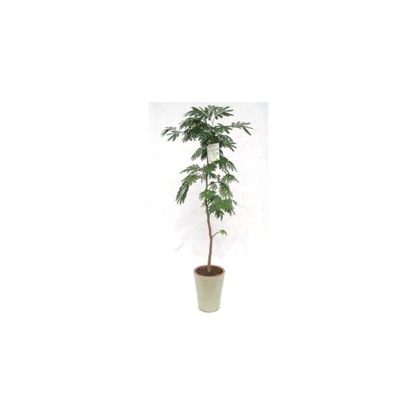 観葉植物 8号 エバーフレッシュ」の人気商品一覧 | 安い商品を