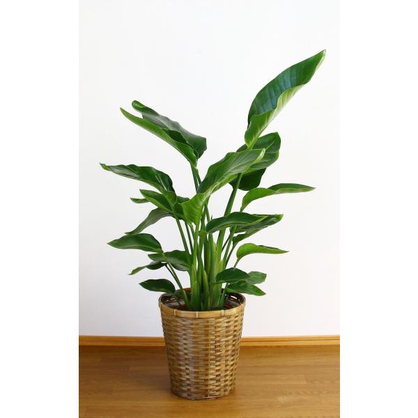 ϗtA JXj25~  I[KX^8@픫EoXPbg@27,500~i25,000~Ŕj