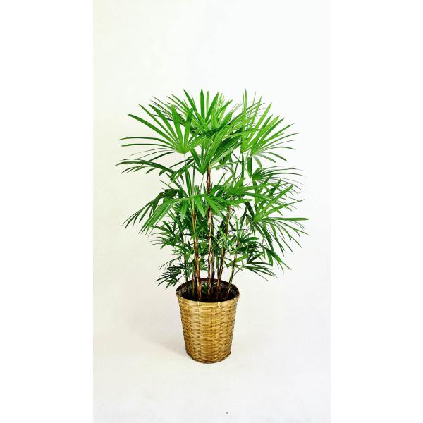 ϗtA JXj25~ V`N8 픫EoXPbg@27,500~i25,000~Ŕj