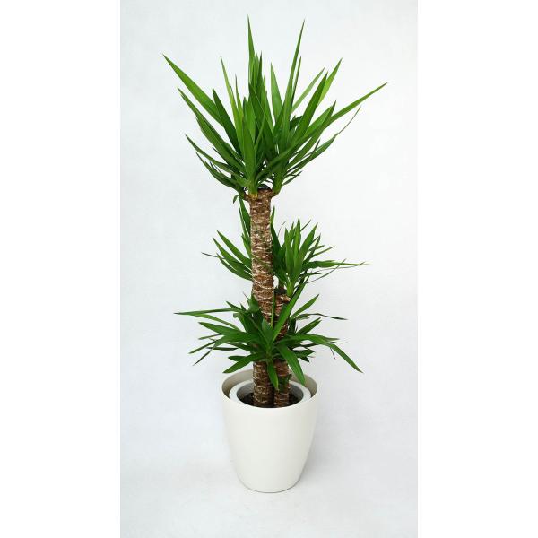 ϗtA JXj25~ bJ8 픫EoXPbg@27,500~i25,000~Ŕj