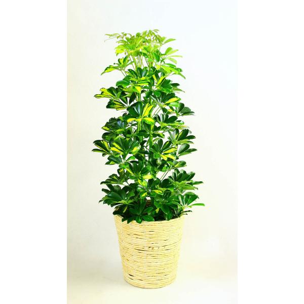 ϗtA JXj36~ zRJ|bNij10@픫EoXPbg