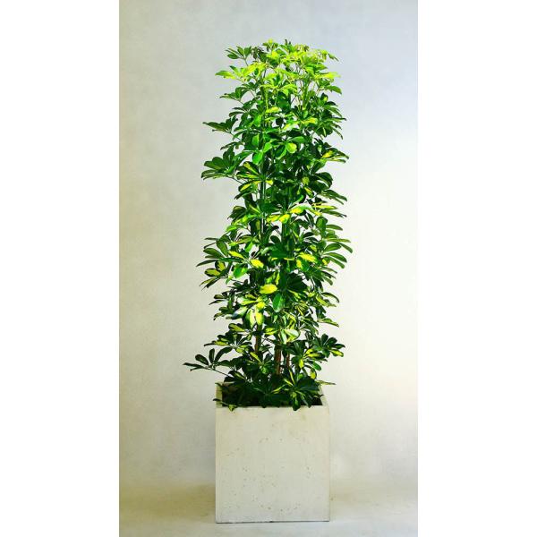 ϗtA JXj45~ zRJ|bNij12@픫Et@Co[NCJo[ 49,500~i45,000~Ŕj