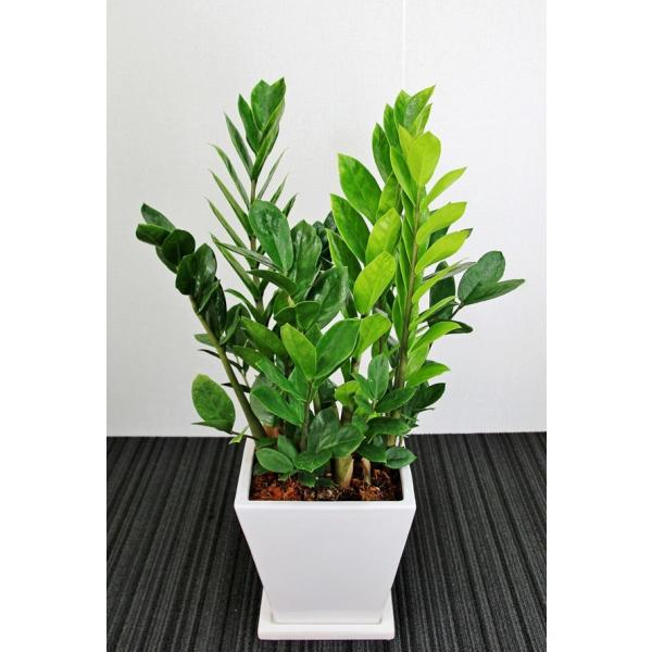 観葉植物 開店祝い ザミオクルカス6号陶器鉢 本体価格15 000円 Katybakery Com
