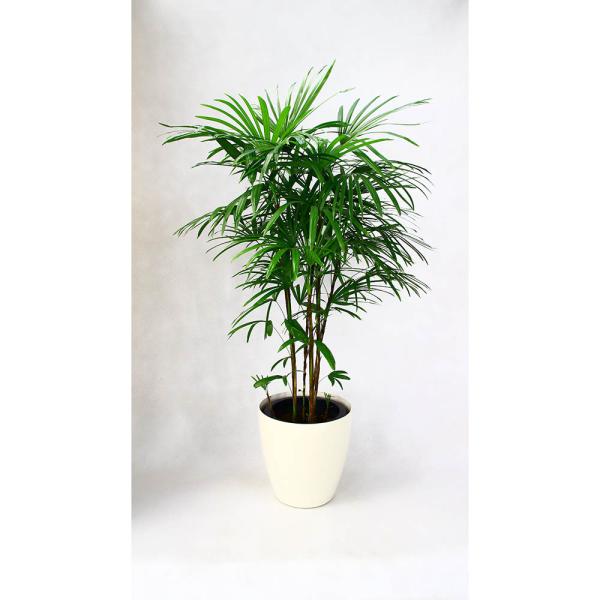 ϗtA JXj45~ V`N12 @픫Et@Co[NCJo[@49,500~i45,000~Ŕj