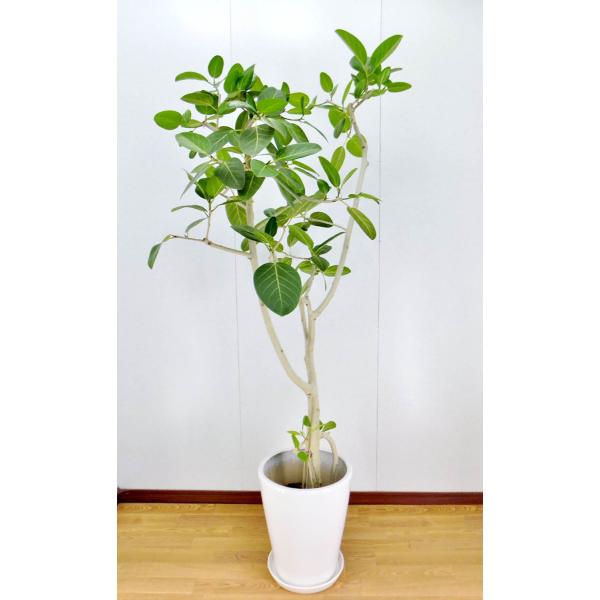 ϗtA JXj36~ xKVX tBJX 10@픫EoXPbg